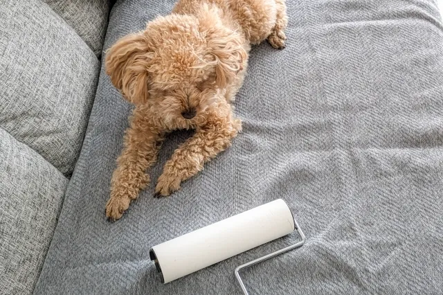 ソファの上のいる犬と、その横でカーペットクリーナーでソファを清掃している様子